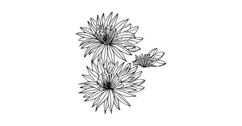 Bitterroot Flower Drawing | Best Flower Site