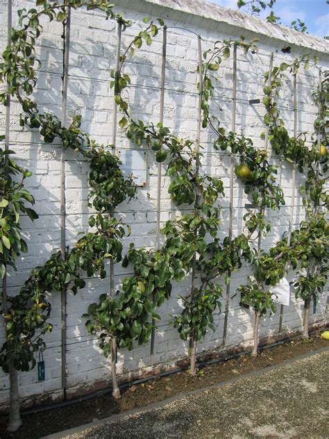 Espalier / Gaasbeek Belgium | Espalier fruit trees, Garden design, Small gardens