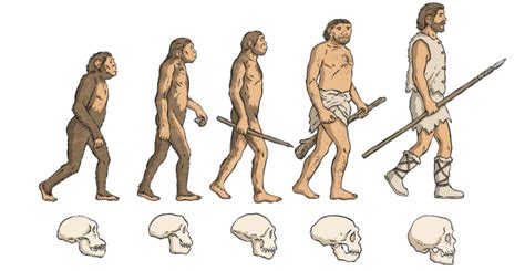 Human Evolution Timeline | Teaching Wiki | Twinkl USA