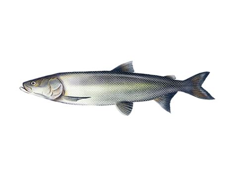 Sheefish / Stenodus leucichthys / Fish Database