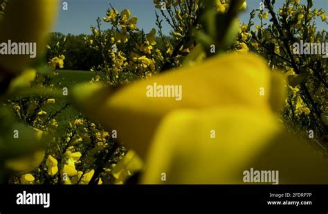 Broom tree Stock Videos & Footage - HD and 4K Video Clips - Alamy