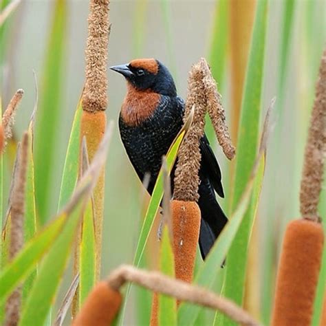 How to watch birds in rio - B+C Guides