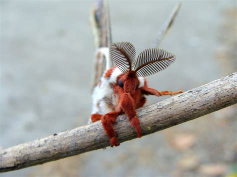 Mycologista: Cecropia moth