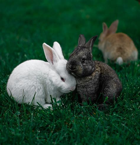 Male vs female rabbit: All you need to know