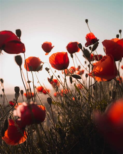 The History of Armistice, and Why We Wear the Poppy