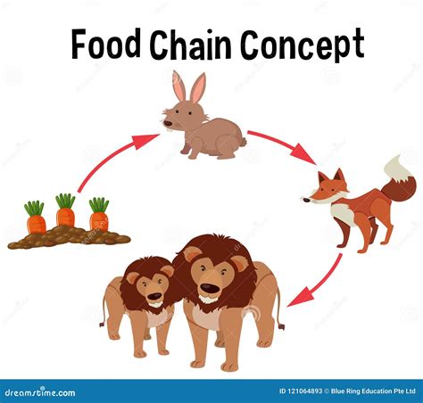 Diagrama Del Concepto De La Cadena Alimentaria Ilustración del Vector - Ilustración de cuadro ...