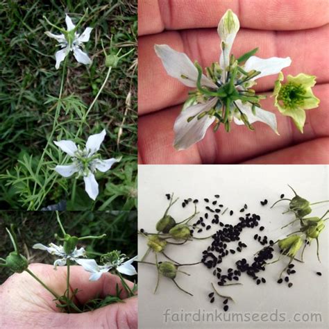 Nigella Sativa Black Seed Cumin Fennel Flower Seeds | Fair Dinkum Seeds