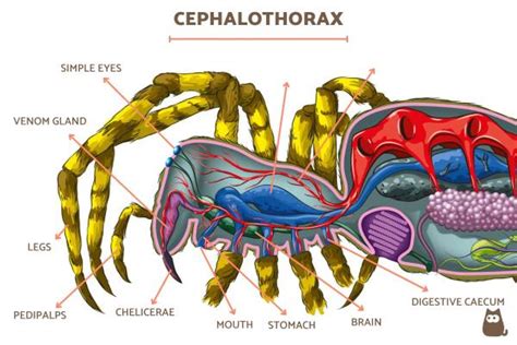 Anatomy of a Spider - Different Spider Body Parts With Diagrams