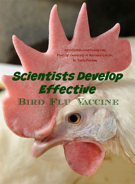 bird flu vaccine – Agricultural with Dr. Lindsay