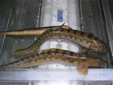 Multimedia Gallery - Common eelpout, bottom-dwelling fish in northern ...