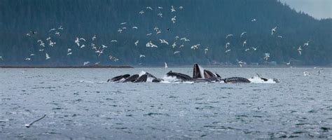 5 Ways For Kids To See Wildlife In Juneau, Alaska