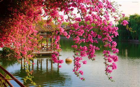 Chinese Spring Wallpapers - Wallpaper Cave