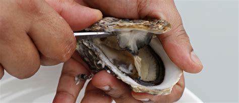 Belon Oysters | Local Oysters From Finistère, France