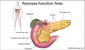 Pancreas Function Tests: 9 Types, Normal Values, Causes of High Lipase ...