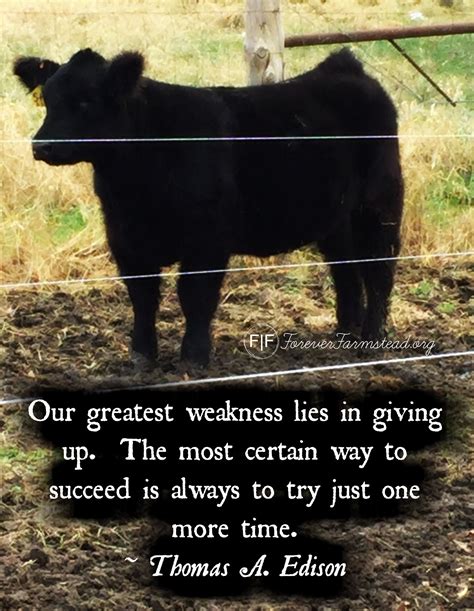 5 Quotes On Farm Animals 6cdda87c da6c52c6cbeb9b88 | Livestock quotes ...