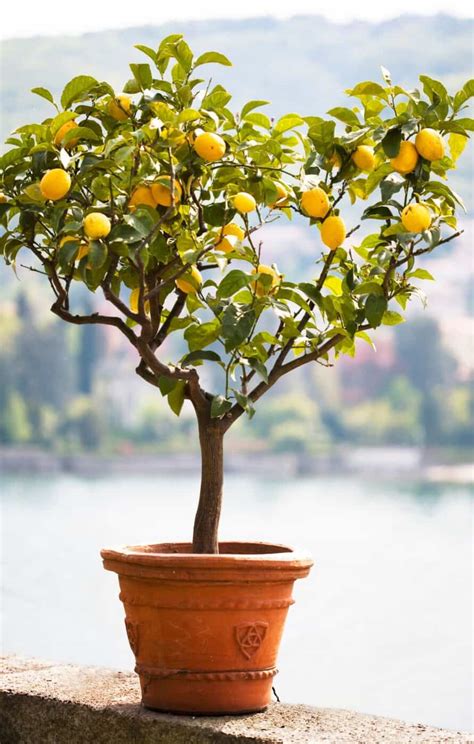 Lemon tree fertilizer 🍋 🌱 Boosting growth with the right nutrients