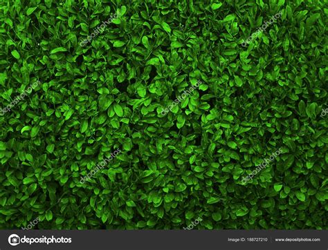 Green Leaves Background Seamless Texture Green Leaves Texture Stock Photo by ©borjomi88 188727210