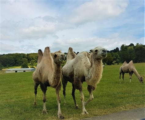 Day Out At Longleat Safari In Wiltshire - Fun For Everyone