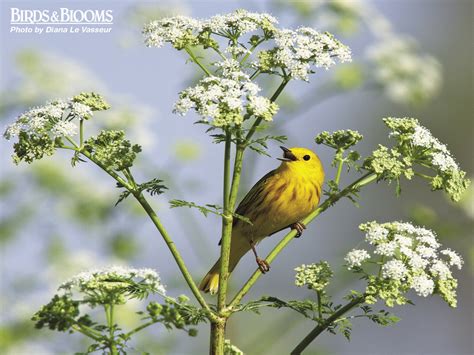 Birds and Blooms - Flora and Fauna Wallpaper (23861637) - Fanpop