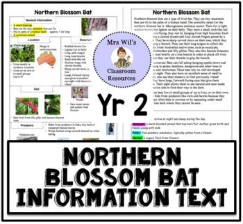 Australian Northern Blossom Bat Informaton Texts | Paragraph Writing ...