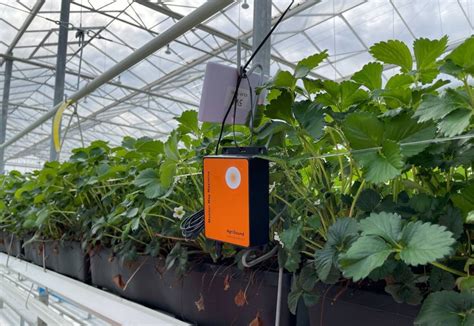 Pollination experts install listening devices at Dyson Farming site ...