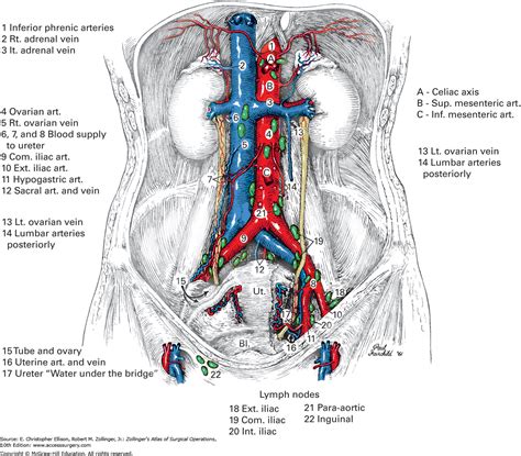 Retroperitoneal Lymph Nodes Anatomy | Images and Photos finder