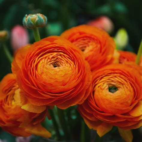 Ranunculus Growing Guide - Suttons Gardening Grow How