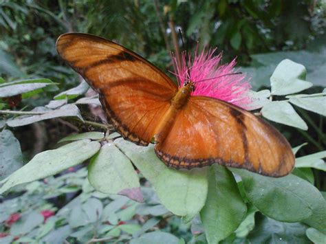 Butterfly at the Cockrell Butterfly Center - Houston Museum of Natural ...