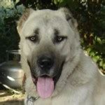 Kangal Dog