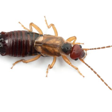 Earwigs - Environmental Factor