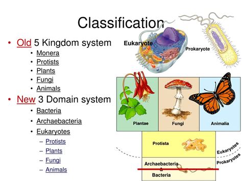 Bacteria Kingdom Classification