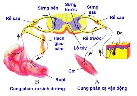 Lý thuyết Hệ thần kinh sinh dưỡng sinh 8