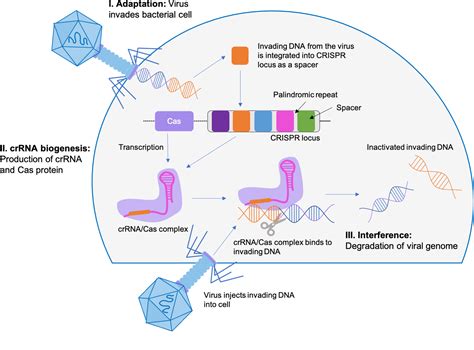 The Forefront of a Revolution: The Applications of CRISPR-Cas9 ...