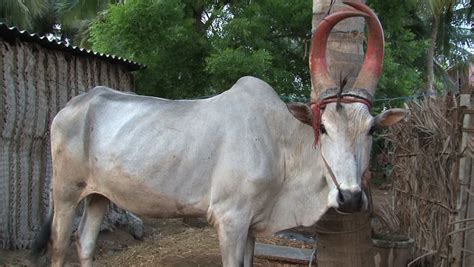 Indian Bull With Colorful Horns Stock Footage Video 1710907 - Shutterstock