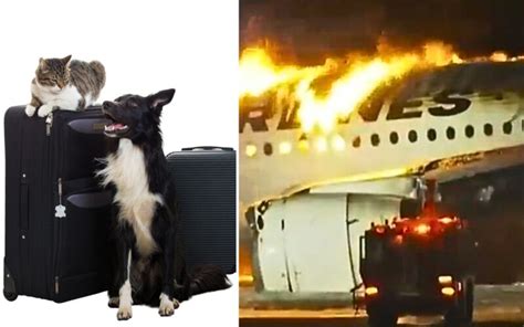 Two pets perish in JL 516 tragedy; Japan Airlines apologizes - AeroTime