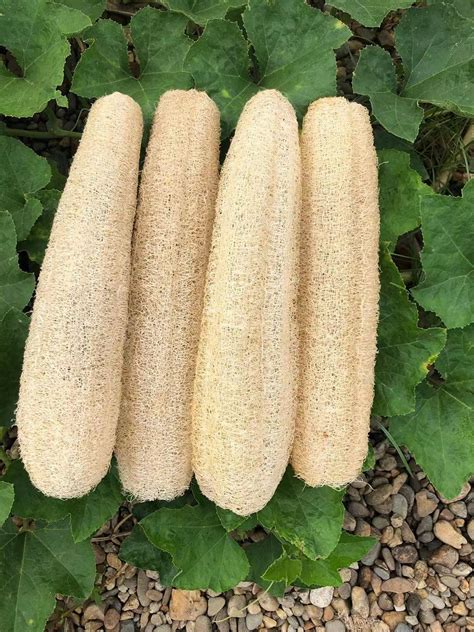 Buy Natural Loofah Sponges Luffa Bath Shower Sponge Exfoliating Body ...