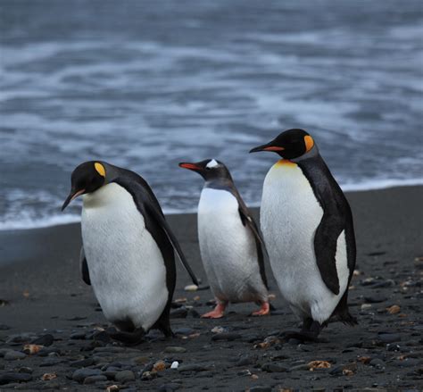 File:Penguins walking -Moltke Harbour, South Georgia, British overseas ...