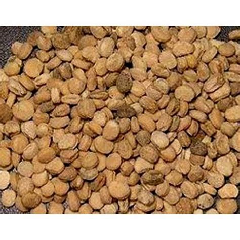 Ginger Seed at Rs 155/kilogram | Ginger Seed in New Delhi | ID: 13222509891