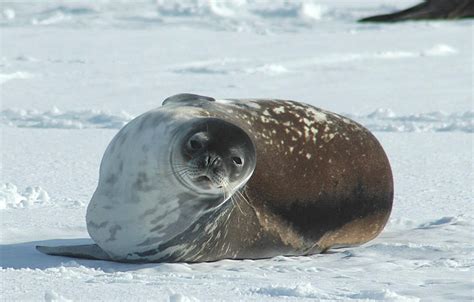 Weddell seals live the furthest south of any mammals. There are over 800,000 Weddell seals in ...