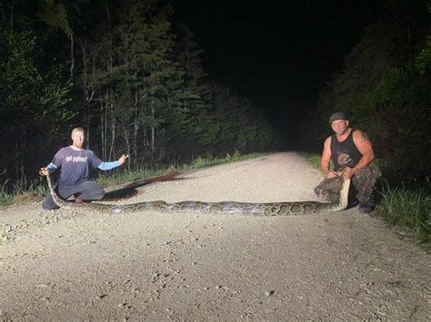 These five Burmese pythons found in Florida are in the record books for longest captured