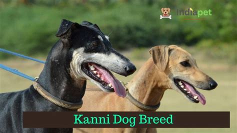 Kanni Dog Breed, Price, Pros & More (2023) - India Pet