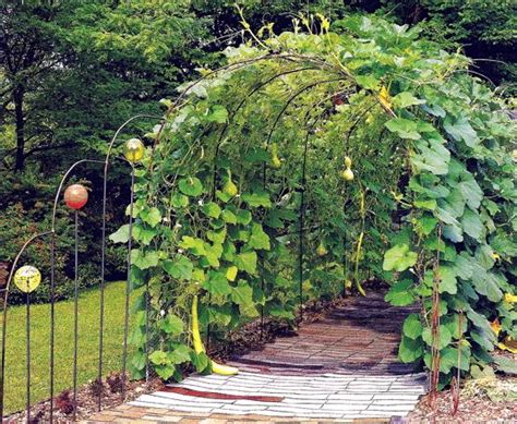 28 best images about Gourd Growth on Pinterest | Gardens, Raised beds ...