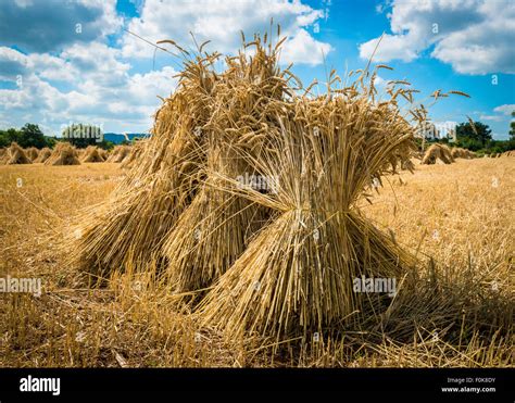 A Sheaves Of Wheat at George Atkinson blog