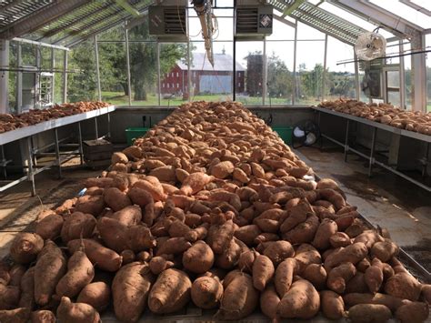 Sweet Potato Harvest 2018 – RWCF