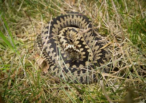 Scottish Adder | Lizard, Snake, Animals