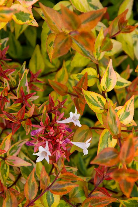 Kaleidoscope Abelia Abelia x grandiflora 'Kaleidoscope' Waterwise ...