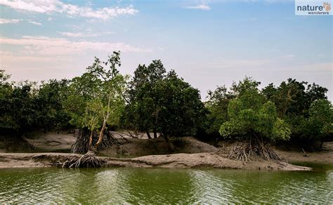 Sundarbans National Park - Best Time To Visit | Indian National Parks ...