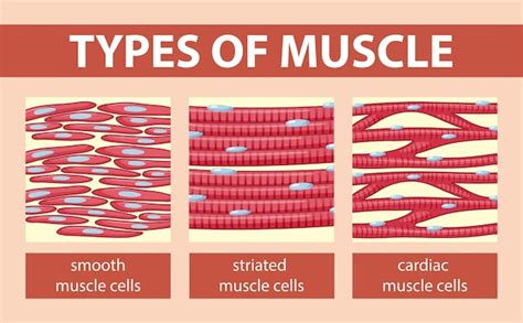 Simple Muscle Cell Diagram For Kids