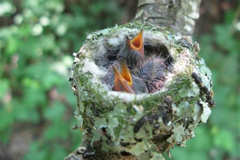 READER PHOTOS! More baby hummingbirds - FineGardening