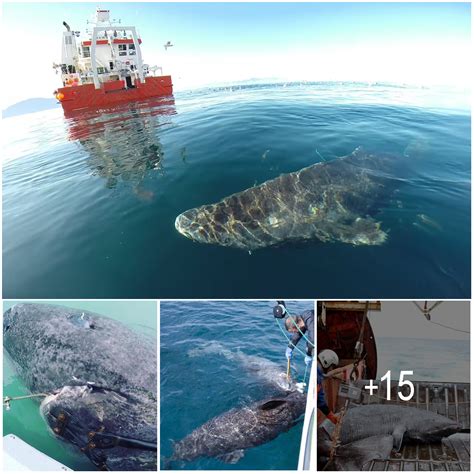 This 512-Year-Old GreenLand Shark Is The Oldest Living Vertebrate On ...